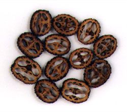 BLACK WALNUT SLICES - 1 doz.